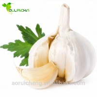 Free Sample Top Sale High Quality 100% Pure Natural  Garlic Oil With Best Price